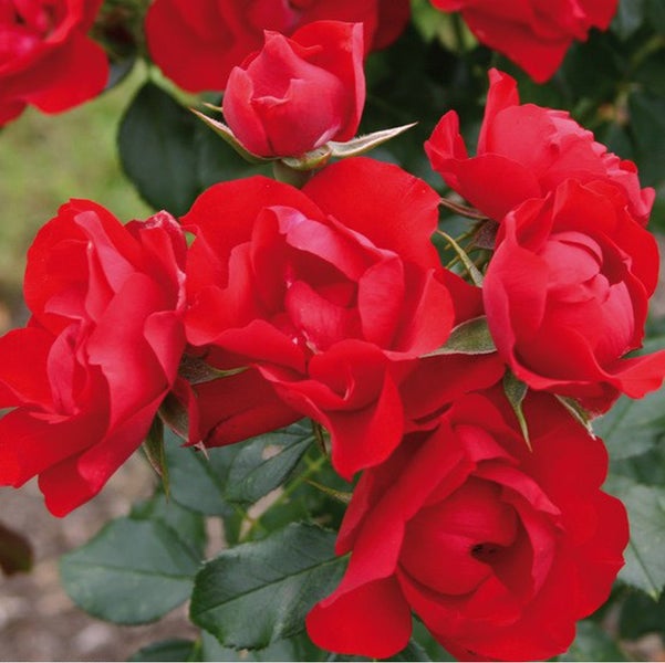 Nahaufnahme von roten Rosenblüten