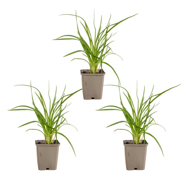 Bloomique - 3er Set - Hemerocallis Stella d'Oro - Taglilie - Gartenpflanzen - Winterhart - Höhe 10-20 cm - Topf 9x9 cm