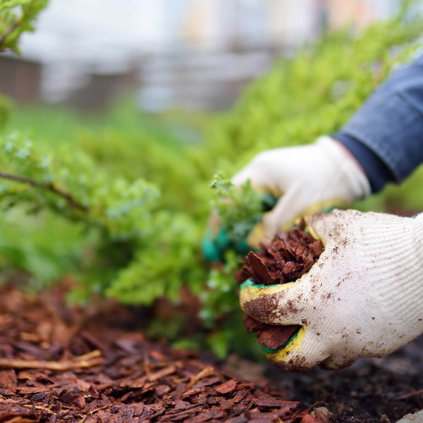 Person mit Gartenhandschuhen verteilt Rindenmulch zur Bodenabdeckung um eine grüne Pflanze im Garten.
