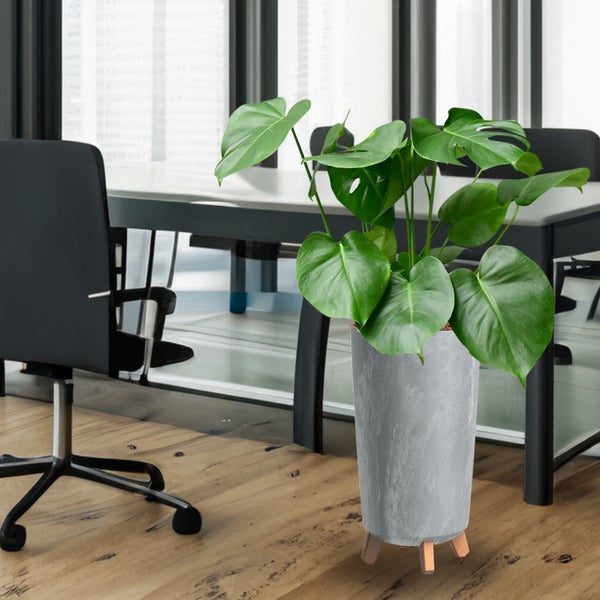 Monstera Zimmerpflanze in einem Topf mit Holzfüßen in einem Büro