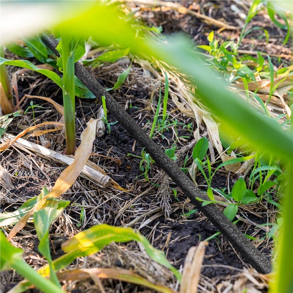 Bewässerungsschlauch im Maisfeld zur Feldbewässerung