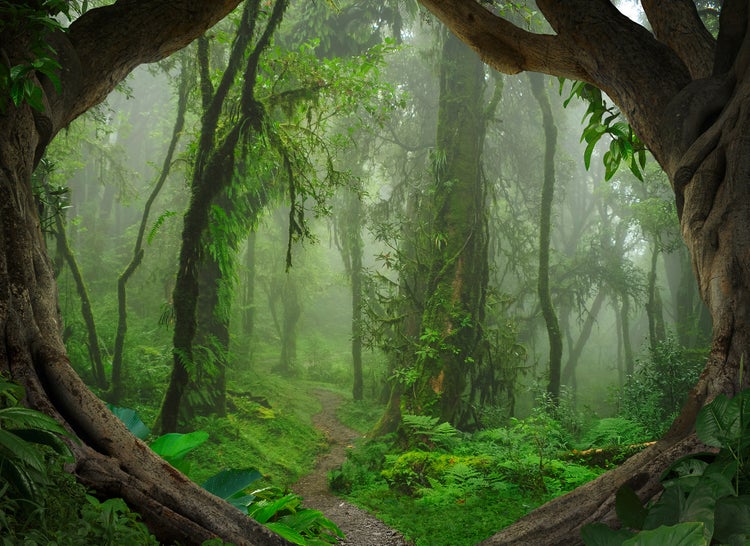 Fototapete mit einem dichten, grünen Regenwald, einem schmalen Pfad und einer natürlichen Rahmung durch Baumstämme im Vordergrund.
