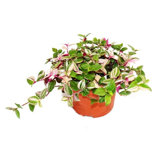 Zimmerpflanzen-Trio Dreimasterblume Set mit 3 verschiedenen Tradescantia-Arten Dreimasterblume Wasserhexe