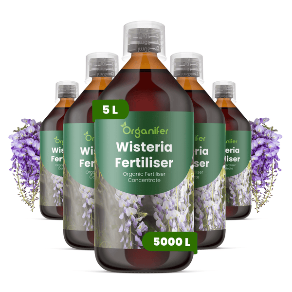 Organifer Blauregen-Dünger, organisches Düngerkonzentrat, 5 Liter Flasche, Set aus fünf Flaschen.