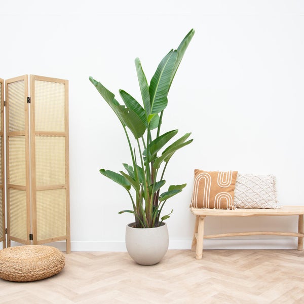 Strelitzia Augusta Mehrstamm XXL - 250 cm - ø30-40