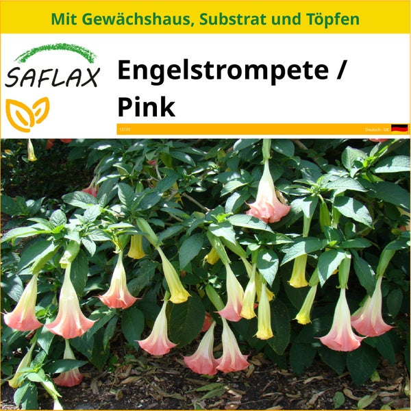 SAFLAX Anzucht Set - Engelstrompete / Pink - Brugmansia suaveolens Pink - 10 Samen - Mit Mini-Gewächshaus, Anzuchtsubstrat und 2 Töpfen