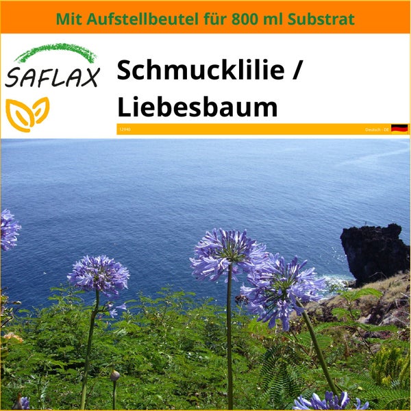 SAFLAX Garden in the bag - Schmucklilie / Liebesbaum - Agapanthus orientalis ssy. praecox (blue) - 50 Samen - Mit Anzuchtsubstrat im praktischen, selbst aufstellenden Beutel