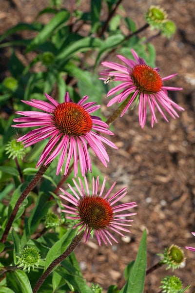 Echinacea purpurea 'Pica Bella', Sonnenhut, rosa, ca. 11x11 cm Topf