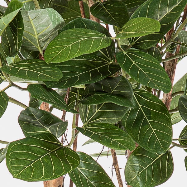 Detailaufnahme eines künstlichen Ficus mit ovalen grünen Blättern und markanten hellen Blattadern an braunen Stielen.
