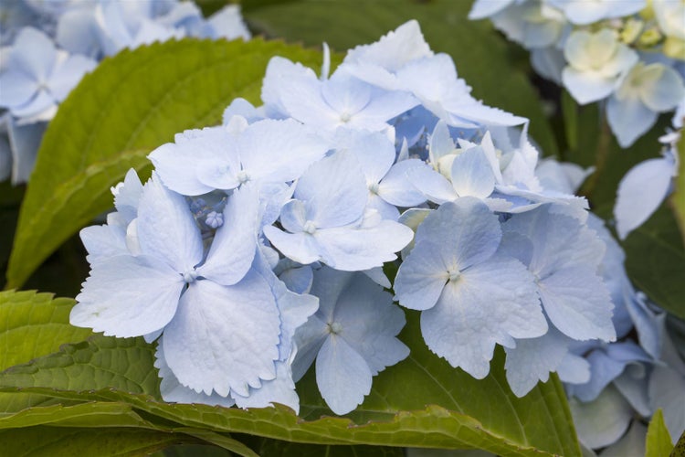Hydrangea serrata 'Blue Deckle', Hortensie, blau, 30–40 cm