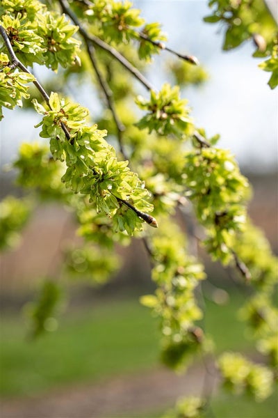Ulmus glabra 'Pendula', Hänge-Ulme, 180 cm Stammhöhe