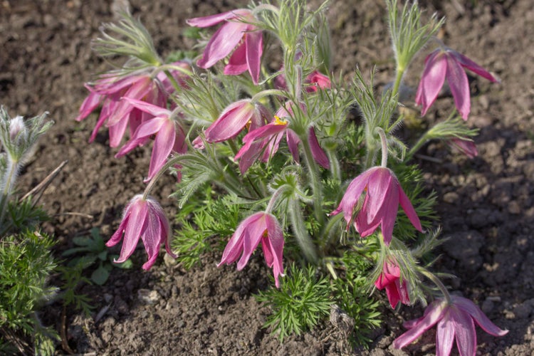 Pulsatilla vulgaris 'Rubra', Küchenschelle, rot, ca. 9x9 cm Topf