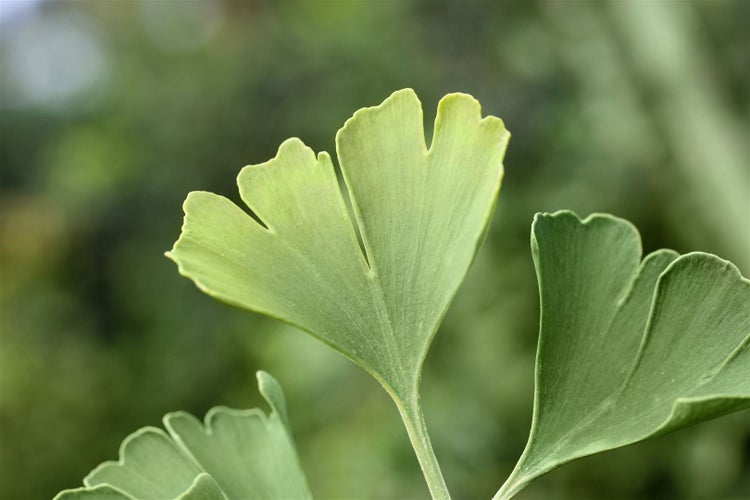 Ginkgo biloba 'Simon', Fächerblattbaum, 40–60 cm
