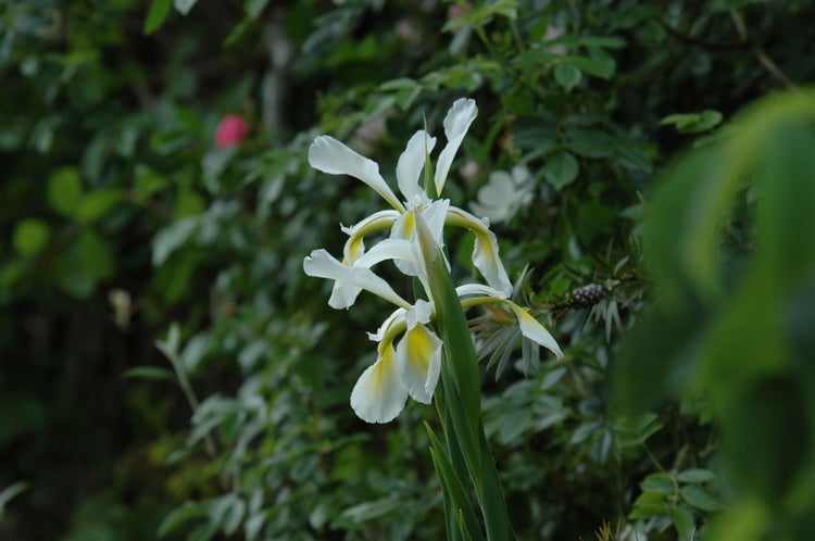 Iris setosa, Sibirische Schwertlilie, blauviolett, ca. 9x9 cm Topf