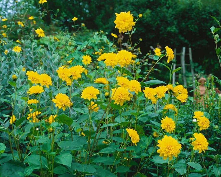Gelbe Sonnenhutblüten im Gartenbeet