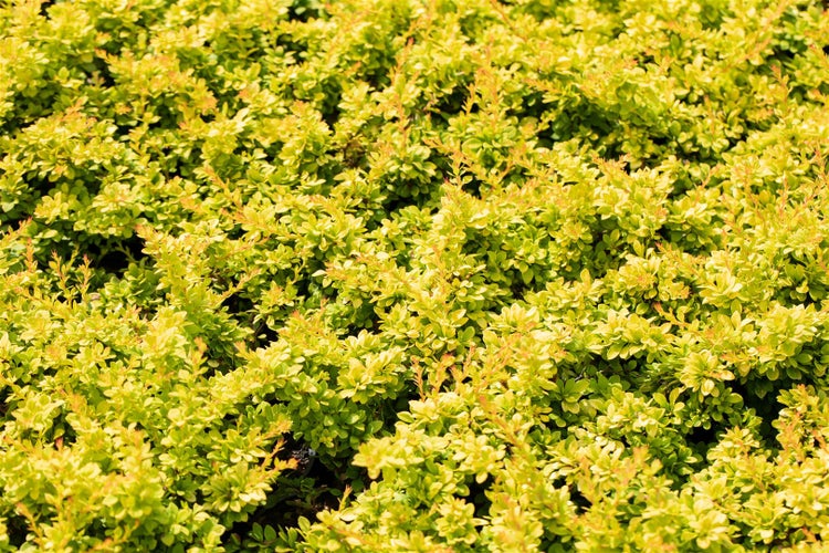Berberis thunbergii 'Sunsation', Gelbbunte Heckenberberitze, 20–25 cm