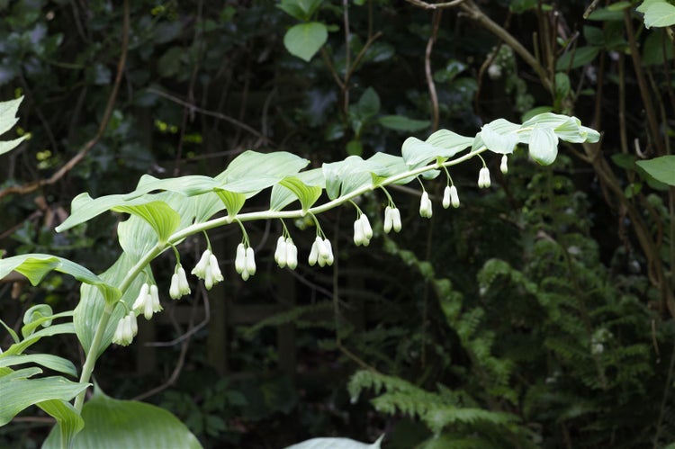Polygonatum multiflorum, Salomonssiegel, ca. 9x9 cm Topf