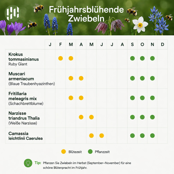 Hornbach Logo. Kalender für Frühjahrsblüher. Zeigt Pflanzzeit (September bis November) und Blütezeit für Krokus, Muscari, Narzisse und Camassia.