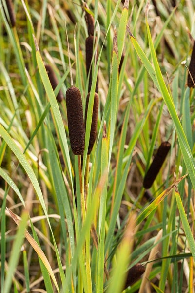 Typha latifolia, Breitblättriger Rohrkolben, ca. 9x9 cm Topf