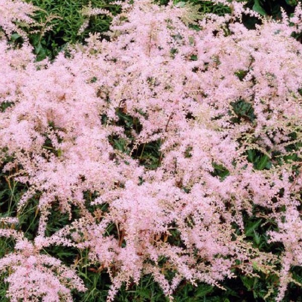 Astilbe mit zarten, fedrigen Blütenständen im Garten.
