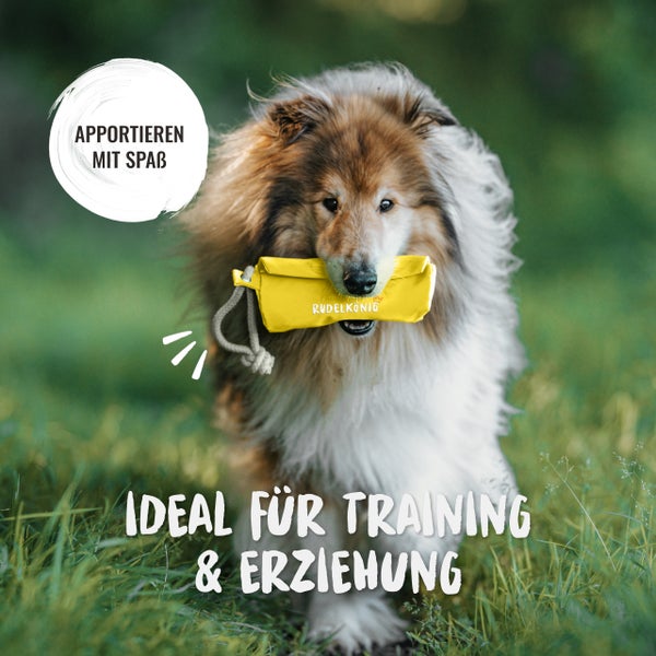 Ein Hund trägt ein gelbes Apportierspielzeug von Rudelkönig im Maul.
