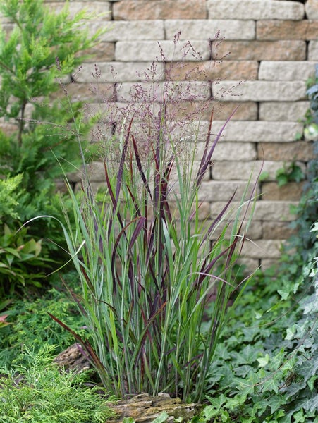 Panicum virgatum 'Heiliger Hain', Rutenhirse, ca. 9x9 cm Topf