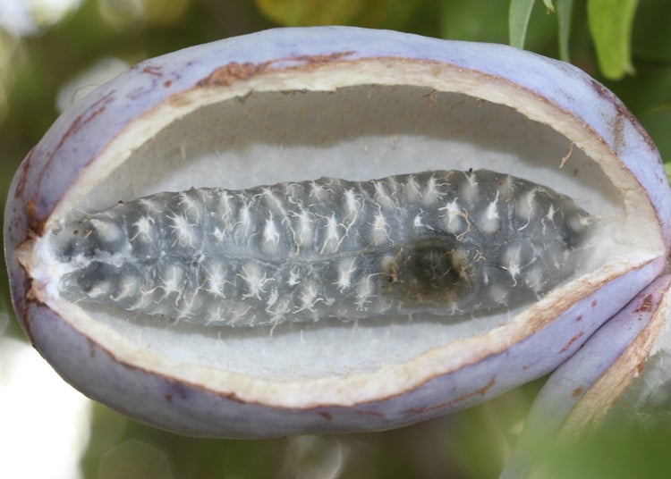 SAFLAX  - Schokoladenwein - Akebia quinata - 10 Samen