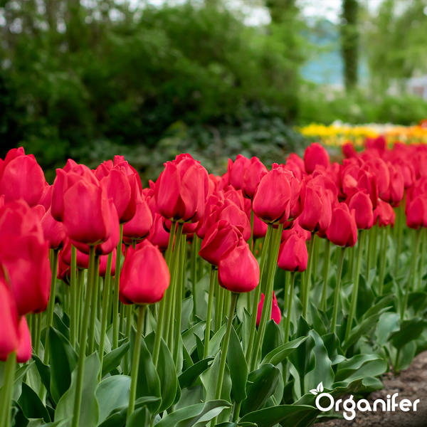Beet mit blühenden roten Tulpen im Garten mit Organifer Logo.