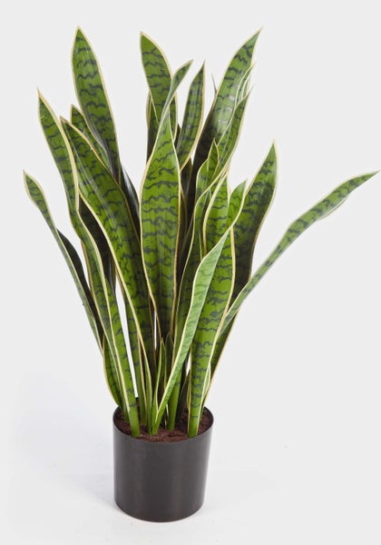 Künstliche Sansevieria im schwarzen Topf, Bogenhanf mit aufrecht stehenden gelb-grün gemusterten Blättern.