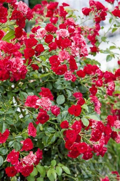 Rosa 'Scarlet Meidiland', Bodendeckerrose, leuchtend rot, 5-7,5 L Container
