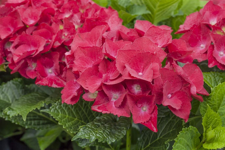 Hydrangea macrophylla 'Red Angel', Hortensie, rot, 40–60 cm