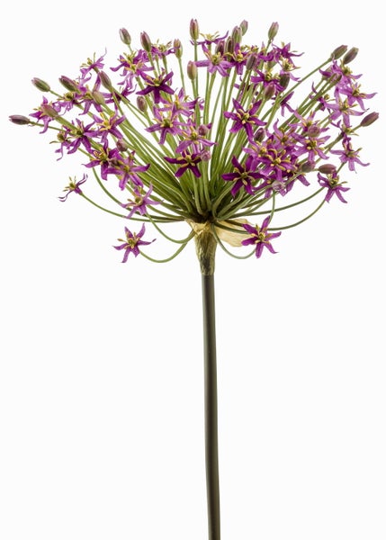 Zierlauch Allium mit violetten sternförmigen Blüten und gelber Mitte an einem langen Stiel.