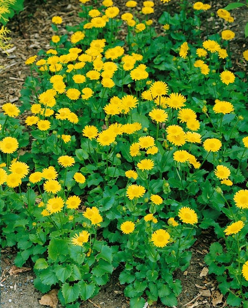 Doronicum orientale 'Little Leo', Gämswurz, gelb, ca. 9x9 cm Topf