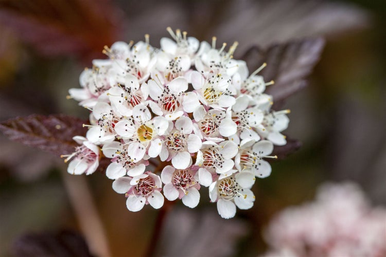 Physocarpus opulifolius 'Diable d'Or', Fasanenspiere, 60–80 cm, rotlaubig