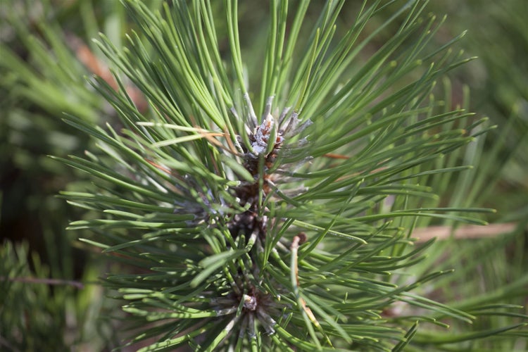 Pinus nigra 'Hornibrookiana', Schwarz-Kiefer, 40–50 cm