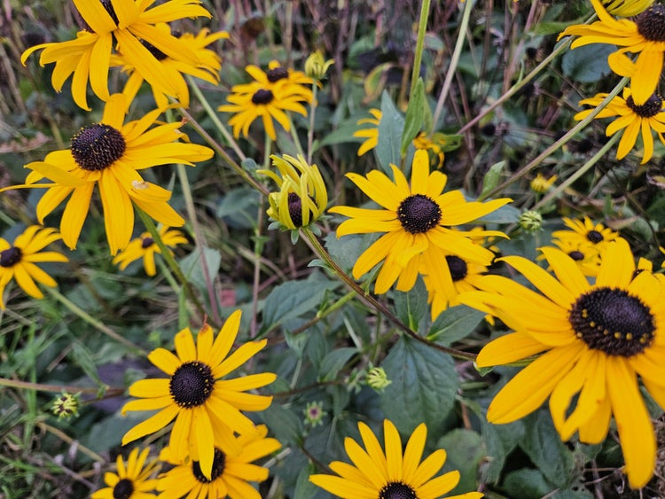Darstellung einer Pflanze im schwarzen Topf im Verlauf der vier Jahreszeiten Fruehling, Sommer, Herbst und Winter.