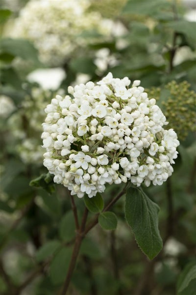 Viburnum carlcephalum, Duftschneeball, weiß, 40–60 cm