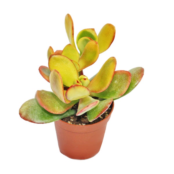 Crassula portulacea Sunset - mittelgrosse Pflanze im 8,5cm Top