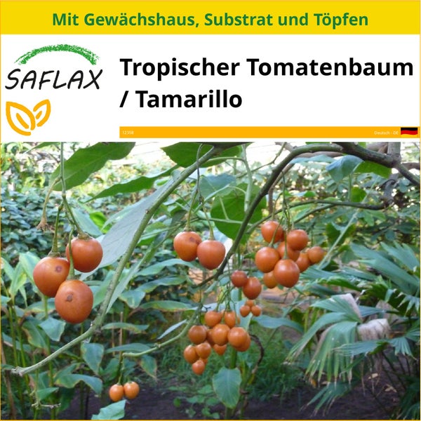 SAFLAX Anzucht Set - Tropischer Tomatenbaum / Tamarillo - Cyphomandra betacea - 50 Samen - Mit Mini-Gewächshaus, Anzuchtsubstrat und 2 Töpfen