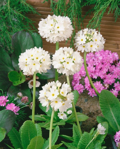 Primula denticulata 'Alba', Kugelprimel, weiß, ca. 9x9 cm Topf