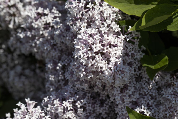 Syringa meyeri 'Palibin', Zwergflieder, lila, 20–30 cm