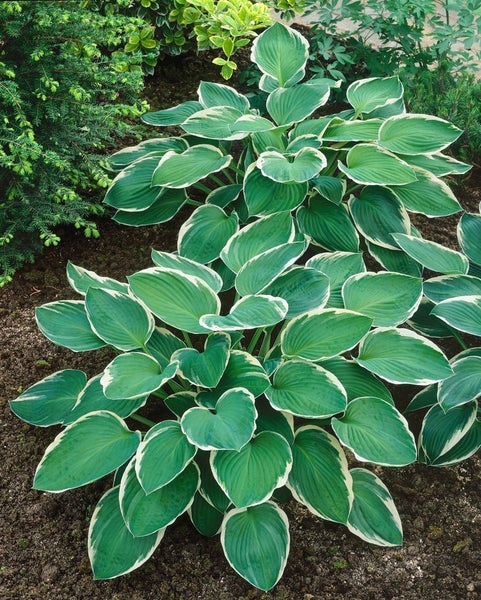 Hosta 'Francee', Weißrand-Funkie, grün-weiß, 3-5 Liter Container
