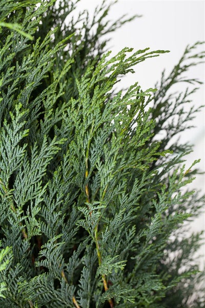 Chamaecyparis lawsoniana 'Columnaris', Blaue Säulenzypresse, 40–60 cm