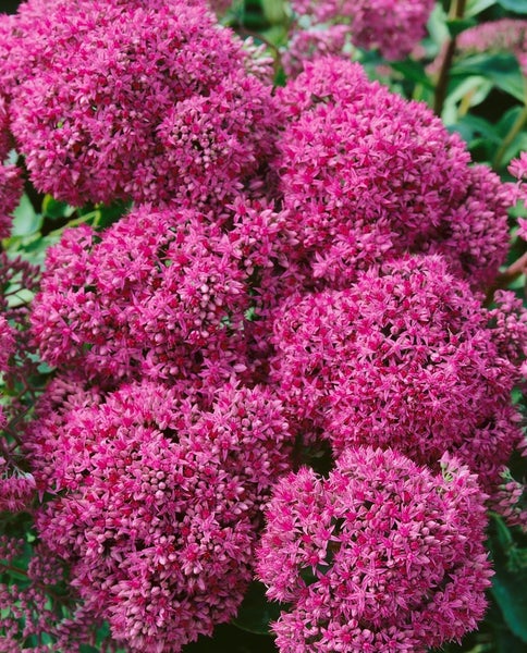 Sedum spectabile 'Carl', Fetthenne, rosa Blüten, ca. 9x9 cm Topf