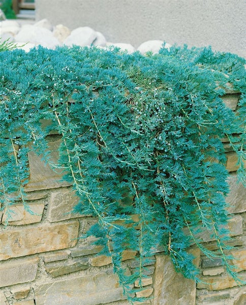Juniperus horizontalis 'Glauca', Kriech-Wacholder, blaugrün, 20–30 cm