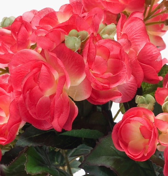 Künstliche Begonie in Rosa mit grünen Blättern.