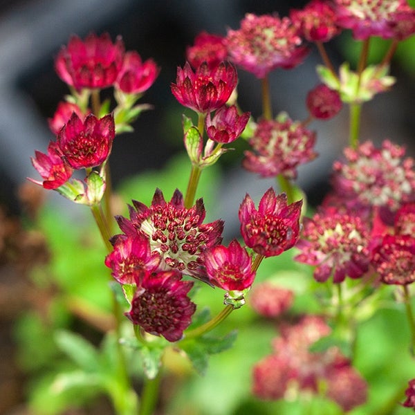 Nahaufnahme einer Sterndolde mit roten Blüten