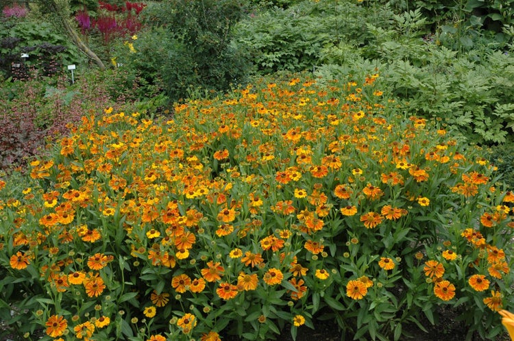 Helenium x cult.'Waltraud', Sonnenbraut, orange-gelb, ca. 11x11 cm Topf