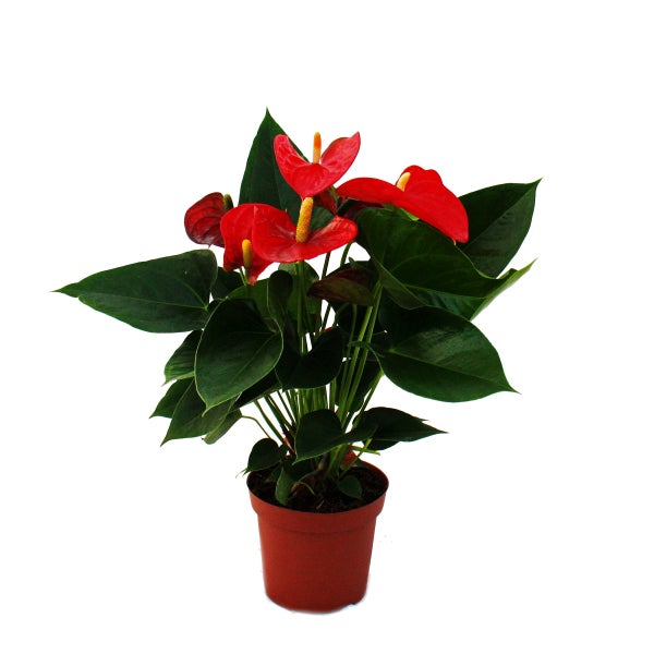 Flamingoblume Sierra Red rot Anthurium andreanum 14cm