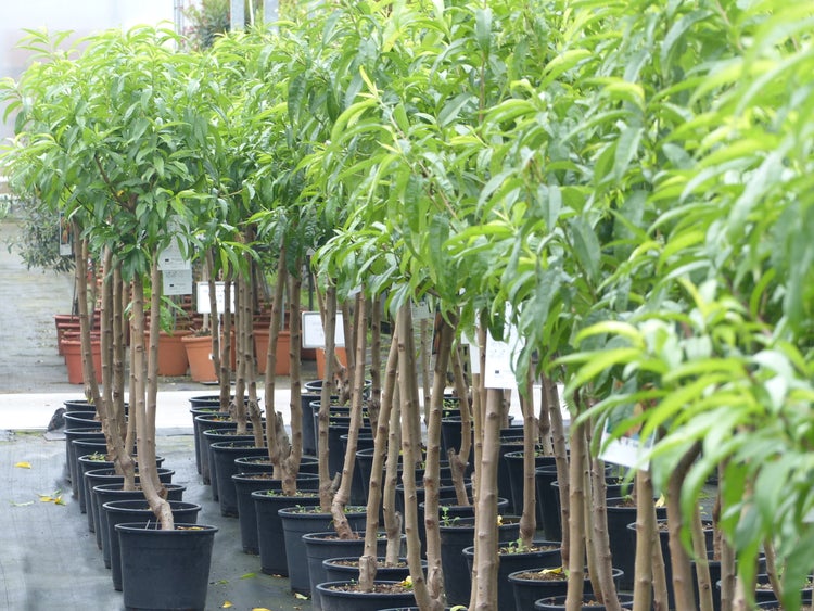 Tellerpfirsichbaum mit flachen, rötlichen Früchten an einem Zweig zwischen grünen Blättern.